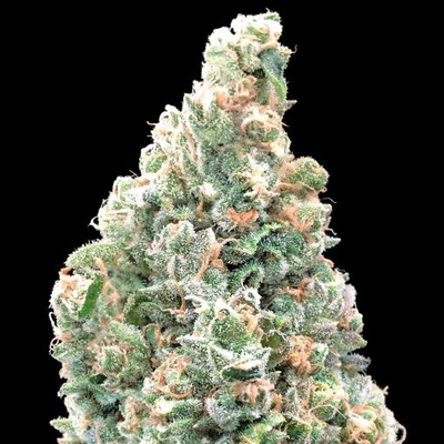 Advanced Seeds Cherry Pie Fast semienka neobsahujú THC 1 ks