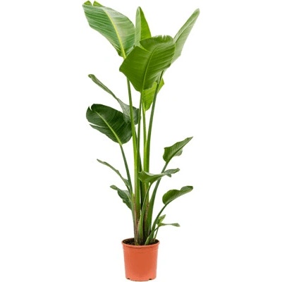 Strelitzia nicolai 23x140 cm