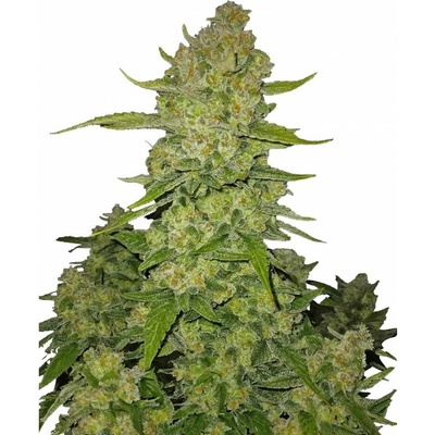 420 Fast Buds Papaya Cookies AUTO semena neobsahují THC 3 ks