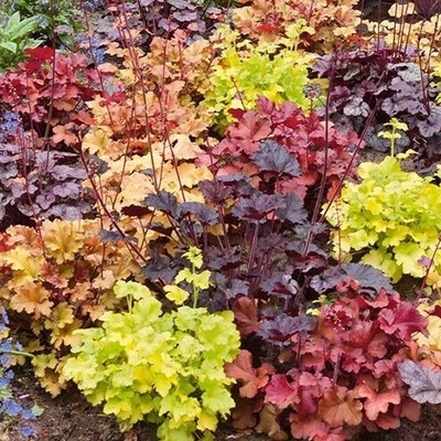 Nasiona trvalka pakostovka MIX (Heuchera MIX) 0,1 g