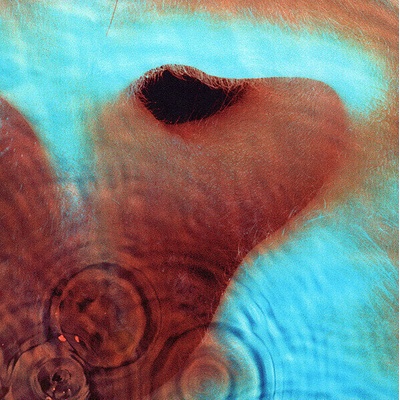 Pink Floyd - Meddle (Reissue) (Remastered) (180g) (LP) (0888751842311)