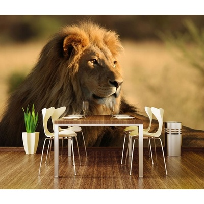 Dimex XL-203 vliesová fototapeta na zeď Lion rozměry 330 x 220 cm