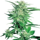 Sensi Seeds Big Bud semena neobsahují THC 10 ks