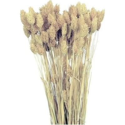 NOHEL GARDEN Sušená dekorácia Phalaris - hrkálka biele 40 g