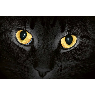 DIMEX ART Флизелинов фототапет жълти котешки очи 375 x 250 см
