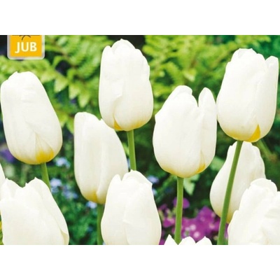 Tulipán Triumph White 5 ks v balení