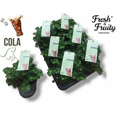 Muškát vonný Cola - Pelargonium odoratissimum, kont. p12