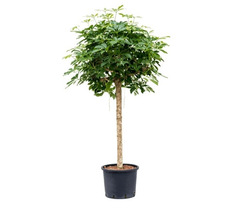 Schefflera arboricola "Compacta" Stem 28x150 cm