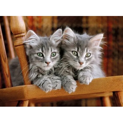 Clementoni - Puzzle Kittens II 2 - 500 piese