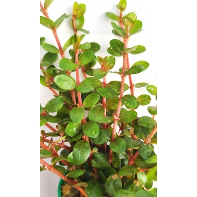 Rotala sp. Yao Yai – Zboží Dáma