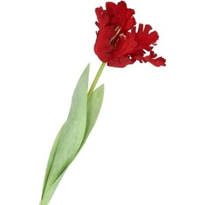 Červený tulipán Silk Tulip Red - 64 cm - daan kromhout