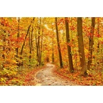 DIMEX ART Флизелинов фототапет пътека в есенната гора 375 x 250 см