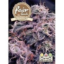 Fair Seeds Auto Blueberry semena neobsahují THC 10 ks