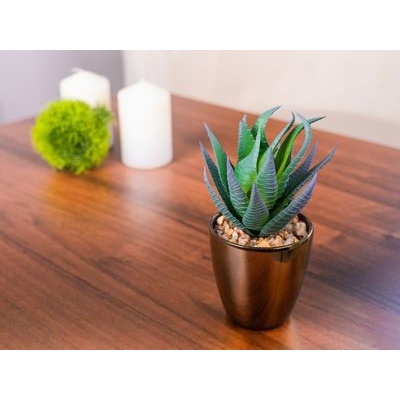 SLOVAKIA TREND Sukulent MagicHome S15643 17 cm kvetináč - plast zlatý