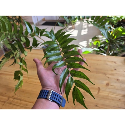 PlanBros flower Cyrtomium falcatum