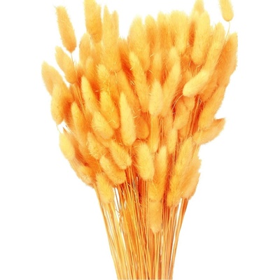 Sušený lagurus oranžový 80 g