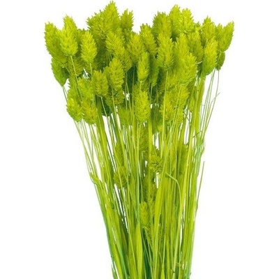 Sušený phalaris zelený 80 g