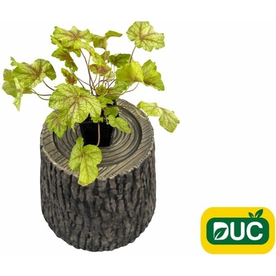 Heucherela Redstone Falls - Heucherella, kont. 0,5 l