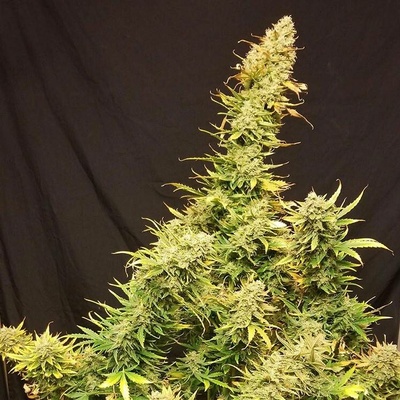 Monkey Genetics Lemon Skunk Auto semena neobsahují THC 3 ks