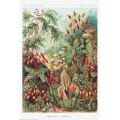 Plagát, Obraz - Mechy, 61 × 91.5 cm