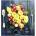 Optimum nutrition Kitchen scale OPTIMUM WG-0022