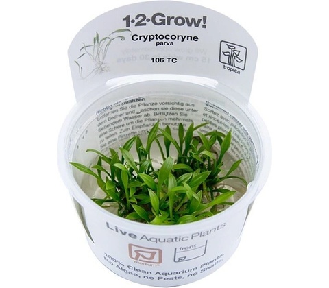 Cryptocoryne parva