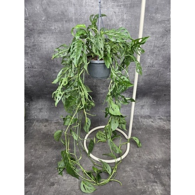 Monstera obliqua ‘Leichtlinii’ závěs XXL