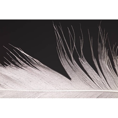 Plakát, Obraz - Bird Feather Close Up, by Simon Gakhar, 40 × 26.7 cm