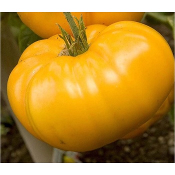Paradajka Brandywine žltá - Solanum lycopersicum - predaj semien rajčiaka - 7 ks