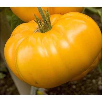 Paradajka Brandywine žltá - Solanum lycopersicum - predaj semien rajčiaka - 7 ks