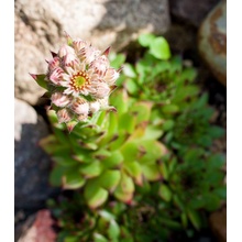 Netřesk střešní - Sempervivum tectorum - prodej semen - 30 ks
