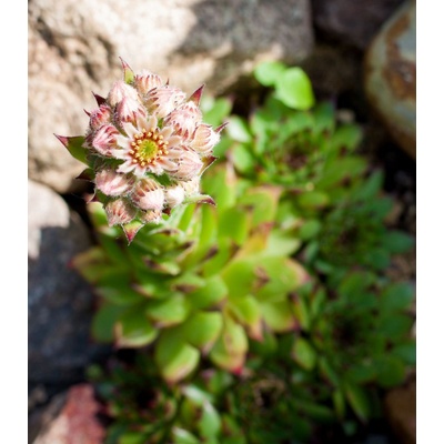 Netřesk střešní - Sempervivum tectorum - prodej semen - 30 ks