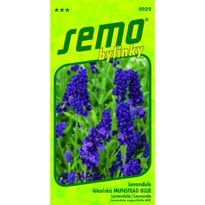 Semo Levandule lékařská Munstead Blue