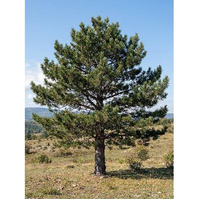 Borovice černá PINI-4 26-35 cm, QP40