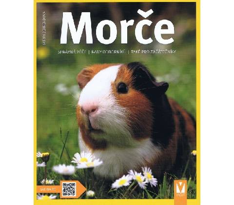 Morče