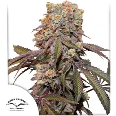 Dutch Passion AUTO Candy Bubatz XL semena neobsahují THC 3 ks