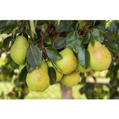 Hruška obyčajná (Pyrus Communis) - zelená ´WILLIAMS´ - výška 180-230 cm, obvod kmeňa 6/8 cm, kont. C10L - letná - na kmienku
