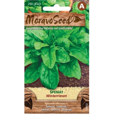 PADU Špenát siaty WINTERREISEN MoravoSeed