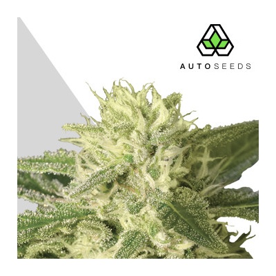 Auto Seeds Auto #1 semena neobsahují THC 3 ks