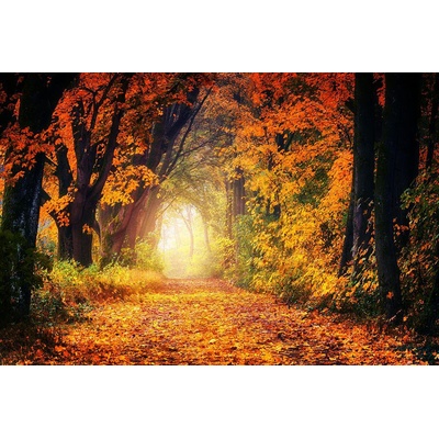 Podzimní cesta lesem 1 deska 100x60