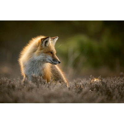 DIMEX ART Флизелинов фототапет лисица, позираща на слънце 375 x 250 см