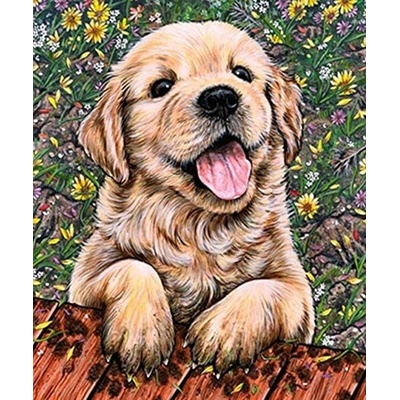 Norimpex diamantové maľovanie Šteňa labradora 30 x 40 cm