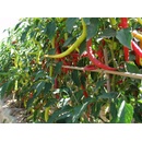 Paprika Beros Kozí roh - Capsicum annuum - Semiačka - 15 ks