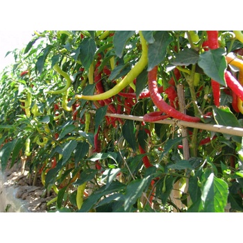 Paprika Beros Kozí roh - Capsicum annuum - Semiačka - 15 ks