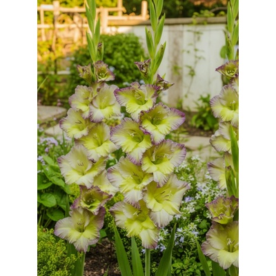 Gladiola 'Moonlight shadow' 5 ks