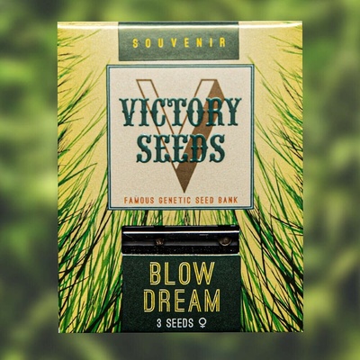 Victory Seeds Blow Dream semienka neobsahujú THC 10 ks