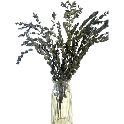 Stabilizovaný eukalyptus PARVIFOLIA, svazek zelených větviček 70g