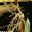 Sarah Kinsley - Escaper (LP) (0602465829747)