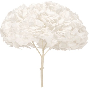 Hortenzie premium (Hortensias)