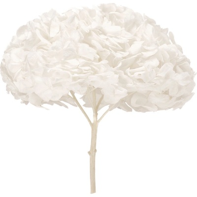 Hortenzie premium (Hortensias)